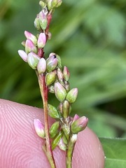 Persicaria mitis