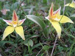 Caladenia flava flava