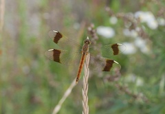 Sympetrum pedemontanum