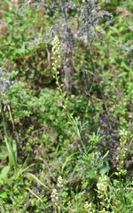 Reseda lutea