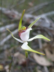 Caladenia longicauda