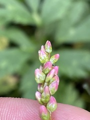 Persicaria mitis