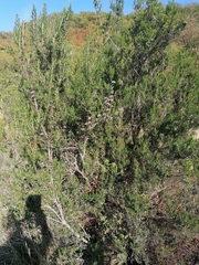 Erica arborea