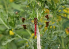 Sympetrum pedemontanum