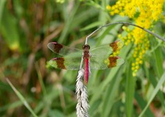 Sympetrum pedemontanum