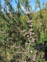 Erica arborea