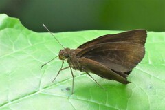 Ancistroides nigrita