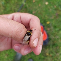 Bombus quadricolor