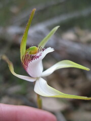 Caladenia longicauda