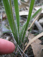 Caladenia longicauda