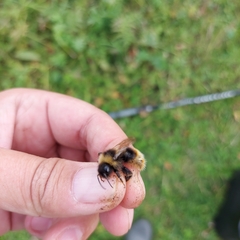 Bombus quadricolor