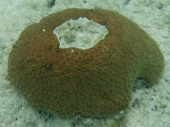 Montastraea cavernosa