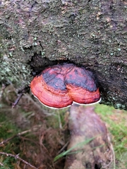 Rhodofomes cajanderi