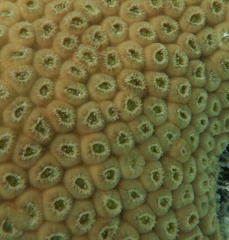Montastraea cavernosa