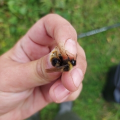 Bombus quadricolor