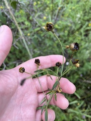 Coreopsis tripteris