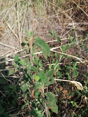 Cistus salviifolius
