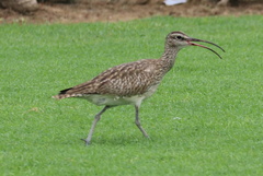 Numenius phaeopus