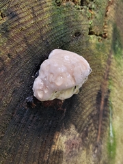 Rhodofomes cajanderi