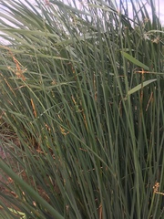 Schoenoplectus lacustris