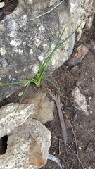 Ornithogalum