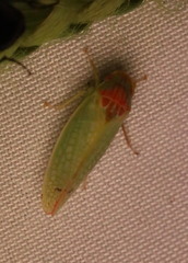 Gyponana octolineata