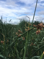 Schoenoplectus lacustris