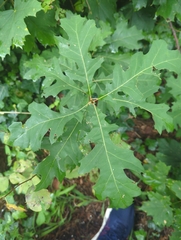 Quercus coccinea