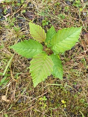 Ulmus glabra