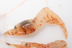 Eualus fabricii