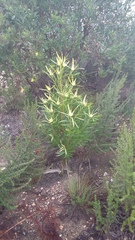 Leucadendron eucalyptifolium