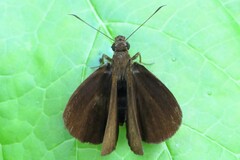 Ancistroides nigrita
