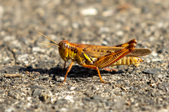 Melanoplus sanguinipes