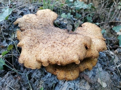 Cerioporus squamosus