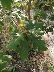 Quercus pubescens