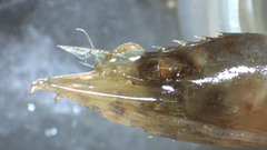 Eualus fabricii