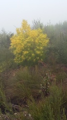 Leucadendron eucalyptifolium