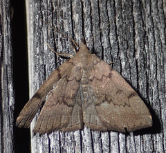 Zanclognatha dentata