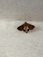 Pandesma submurina