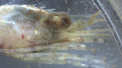 Eualus fabricii