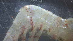 Eualus fabricii