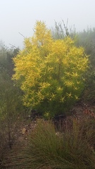 Leucadendron eucalyptifolium