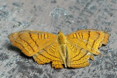 Pseudergolis wedah
