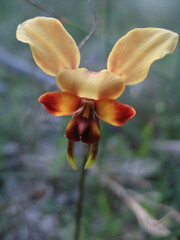 Diuris corymbosa