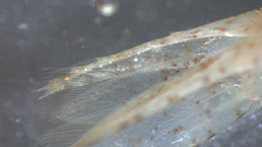 Eualus fabricii