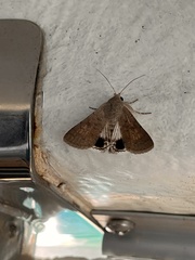 Pandesma submurina