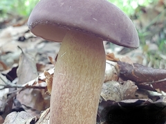 Tylopilus rubrobrunneus