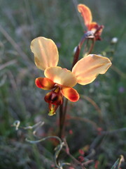 Diuris corymbosa