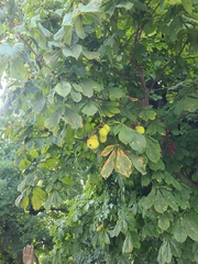 Aesculus hippocastanum