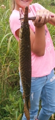 Lepisosteus oculatus